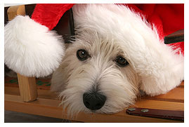 Marin Humane Society Puppy with Santa Hat